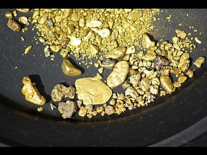 BLUEGRASS Harmonica - Gold Rush