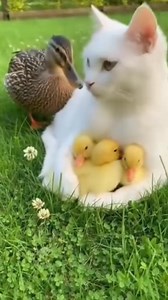 66 reactions · 9 comments | Isabel Martins on Reels | Facebook