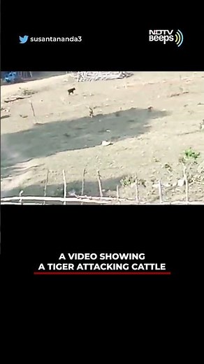 Viral Video: Tiger Chases Calf, Flees After Cow Charges At It
