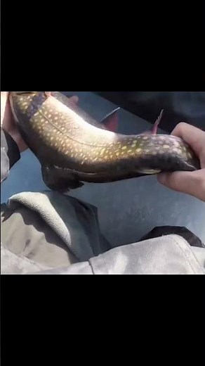 Beautiful giant brook trout on a small NH pond