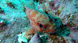 This week the visibilty was down but we still managed to capture some great footage of some huge Marble Rays swimming amongst the Grey Nurse Sharks. | South West Rocks Dive Centre