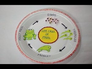 Life cycle of Frog | Model of Life cycle of FROG | Easy Model | Science Model