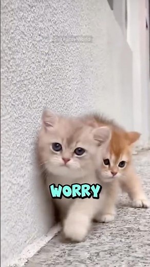 Your Cat keeps BITING you? Here's why & how to stop it! 😼🫰