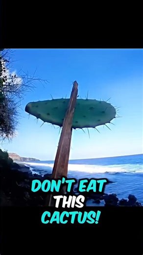 What Happens if You Eat Wild Cactus?