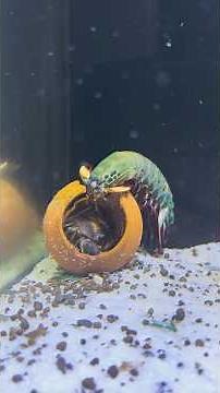 Mantis Shrimp's Bullet Punch Destroys Everything #mantisshrimp #ocean