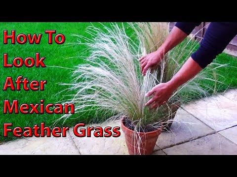 How To Look After Mexican Feather Grass