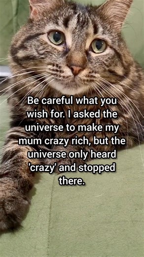 69K views · 1.5K reactions | Be careful what you wish for  | Winter Cat | Facebook