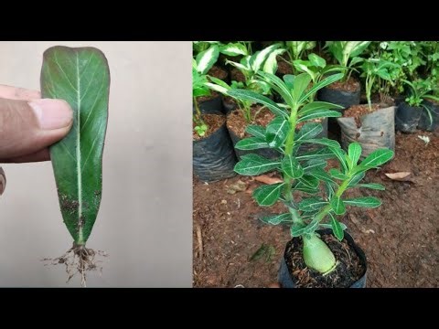 How to grow Adenium by leaves simple and effective