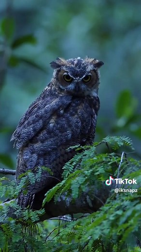 The Silent Observer: Insights into Owl Behavior