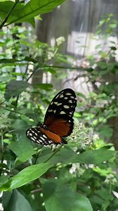 56 reactions | Heliconius hecale, the tiger longwing, is a heliconiid butterfly that occurs from Mexico to the Peruvian Amazon. Come visit the gardens and see how many butterflies you can find! | Cleveland Botanical Garden | Facebook