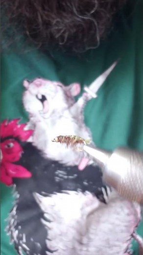 Fly Tying with Nimby! Sparkle Scud Patterns, Techniques and Materials to catch more Trout.