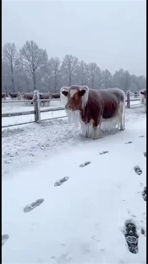 Satisfying Frozen Word ASMR Experience