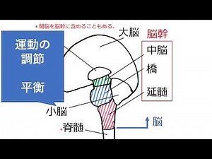 ヒトの脳 高校生物基礎発展