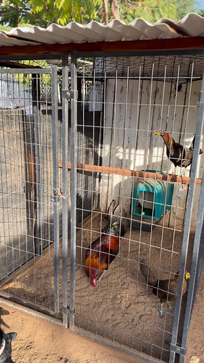 3.8K views · 3K reactions | Gotta get the brood pens set up soon and turn them lights on  | Miguel Ruiz | Facebook