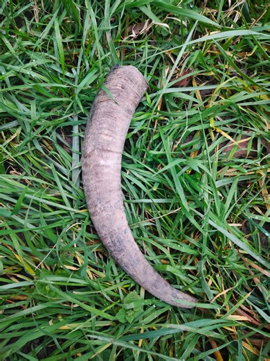 Ethically Sourced Goat Horn – Nordic Pagan Altar Decor - Etsy