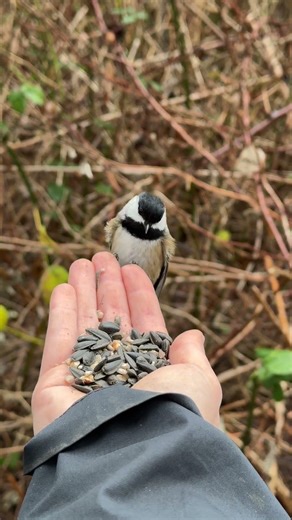Hand-feeding these very polite Black-capped Chickadees! #birds