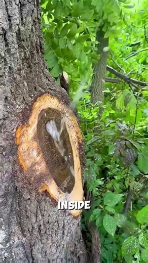 You’re Watering Trees the Wrong Way! 🌳🚫 #gardeningtips #treecare #planthacks