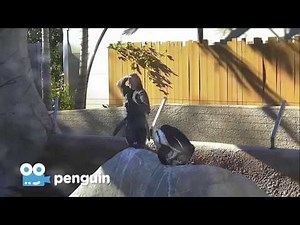 Zoo Cam - Penguin Cam at the San Diego Zoo