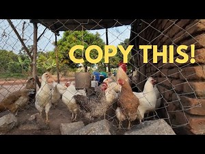 This Local Technique Will Help You To Start Small BackYard Chickens