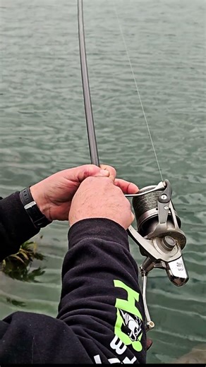 Carp on #carp #fish #rod #fishing #carpfish #fishingvideo #carpfishing #freshwaterfish #hindersbait