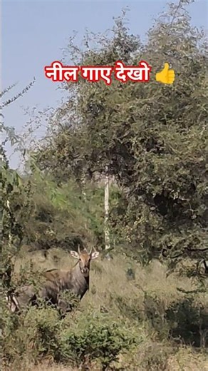 The Wild Cattle of the Forests: Nature's Unconventional Bovines #mr.heckar4099