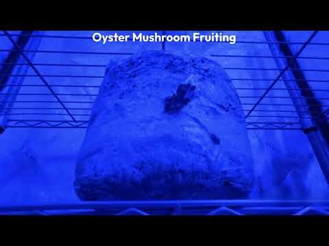 Oyster Mushroom Fruiting Time-lapse