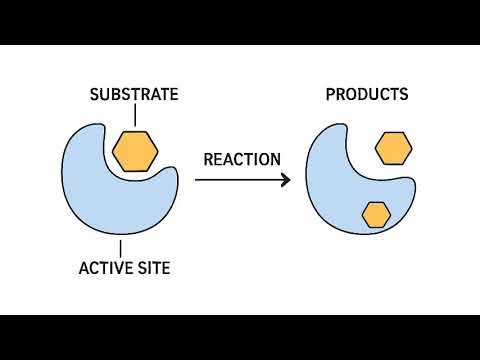 Enzymes: The Biological Catalysts That Speed Up Reactions