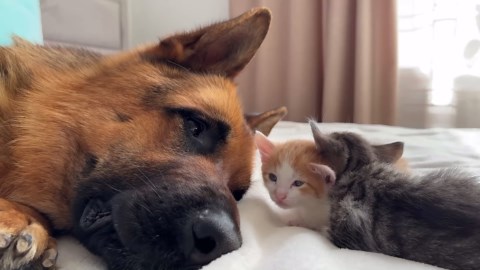 German Shepherd and Tiny Kittens Share Adorable Moments