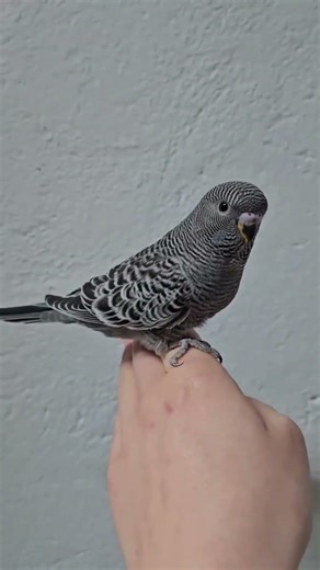 Here are special care & handling tips for Black (dark/black-morph) Budgies #birds #budgies #parrot