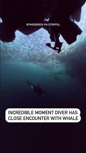 Incredible moment diver has close encounter with whale