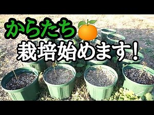 からたち栽培始めました！みかん 接ぎ木 台木 2022年11月25日
