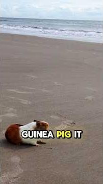 Can You Take Your Guinea Pig to the Beach?