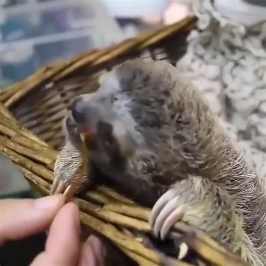 cute baby sloth | I Love Sloth