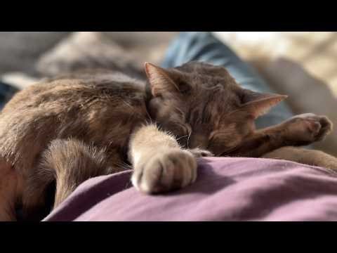 I love it when my cat sits on my lap