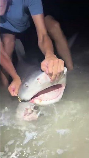We used a Stingray as Bait off the Beach! #fishing #sharkfishing #sharks #sharks