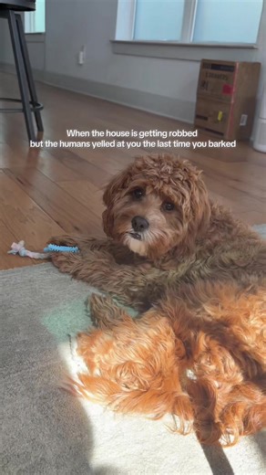 Protecting My Toys: A Cavapoo's Perspective