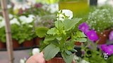 Pansies - Gardening Australia
