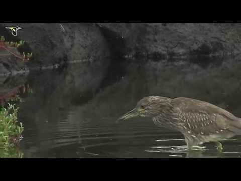 Black-crowned Night-Heron