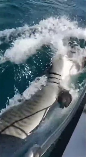 뱀상어(Tiger Shark) vs 바다거북 (열대 바다)[Tiger Shark vs. Sea Turtle (Tropical Ocean)]