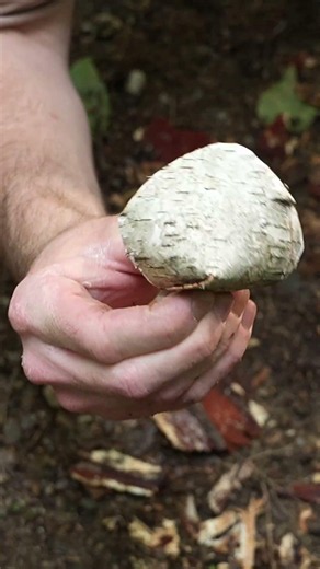Birch Bark Crafts For Your Next Camping Trip!
