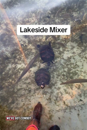 Lake Life: Serene Moments by the Water
