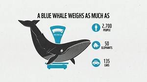 2.9K reactions · 317 shares | At birth, a blue whale calf is the biggest baby on Earth. But do you know how much the largest animal that has ever lived could weigh? | WWF | Facebook