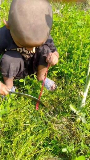Long Balloon Cutting Experiment 😱 | Kid Cuts Balloon in Grass | Satisfying Outdoor Short