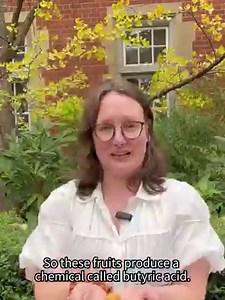 Walk by the Old Geology and Raymond Priestley buildings, and you may catch a whiff of something interesting... It's the scent of ginkgo biloba seeds produced by the trees outside! Watch Grace Boxshall, a PhD student researching mycology and working in the School of BioSciences, talk about what makes these trees so intriguing 🤔 | The University of Melbourne