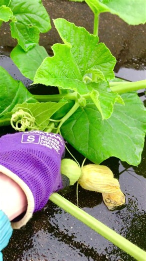 雨、バターナッツかぼちゃの成長確認#farming #家庭菜園 #pumpkin