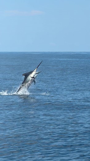 Black Marlin Strike on Popper