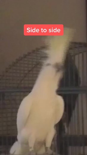 Snowball the Dancing Cockatoo | Dance Challenge Compilation