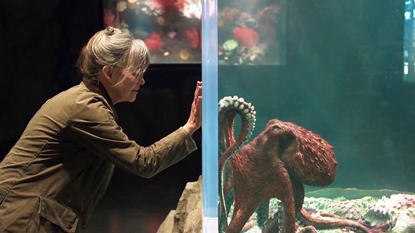 Watch Trailer for New ‘Remarkably Bright Creatures’ Netflix Film