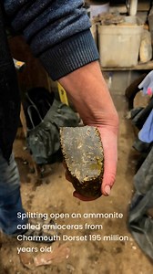 112K views · 904 reactions | We have a good selection of fossils from Dorset on our website and shop Charmouth sea front | Charmouth Fossils | Facebook