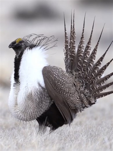 Greater Sage-Grouse Lekking Behavior Explained